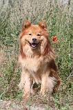 CHIEN FINNOIS DE LAPONIE 205
